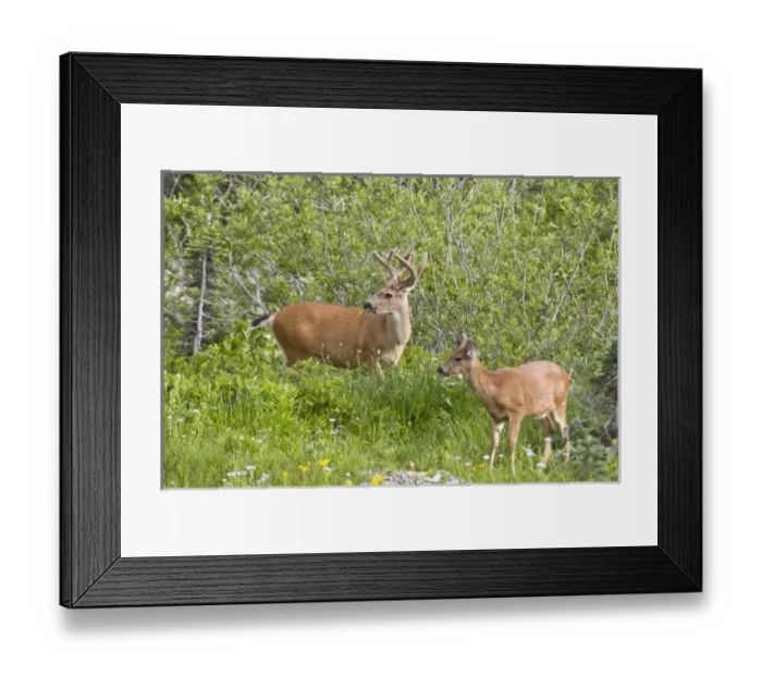 Framed Print : USA, North America, Washington