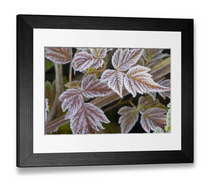 Framed Print : USA, WA, Olympic National Park. Elegant rime frost coats leaves