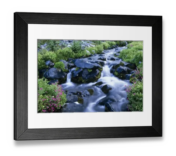 Framed Print : WA, Mt. Rainier NP, Paradise Creek with monkey flowers Framed Print : WA, Mt. Rainier NP, Paradise Creek with monkey flowers