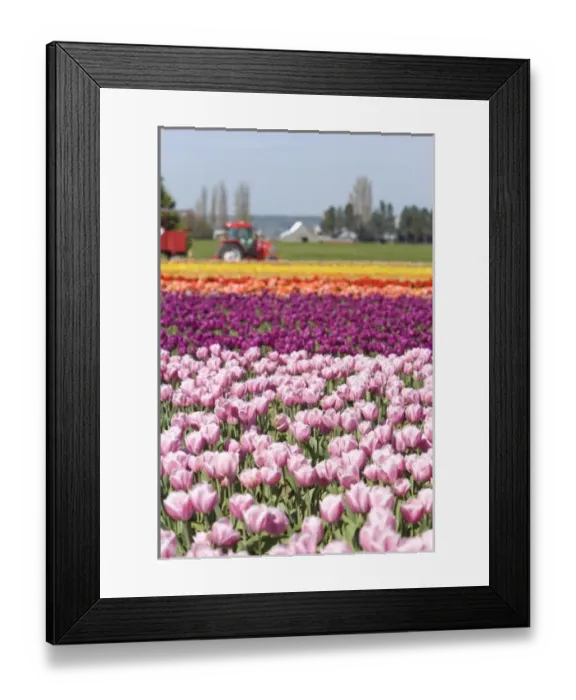Framed Print : USA, Washington State, La Conner. Skagit Valley Tulip Fields Framed Print : USA, Washington State, La Conner. Skagit Valley Tulip Fields