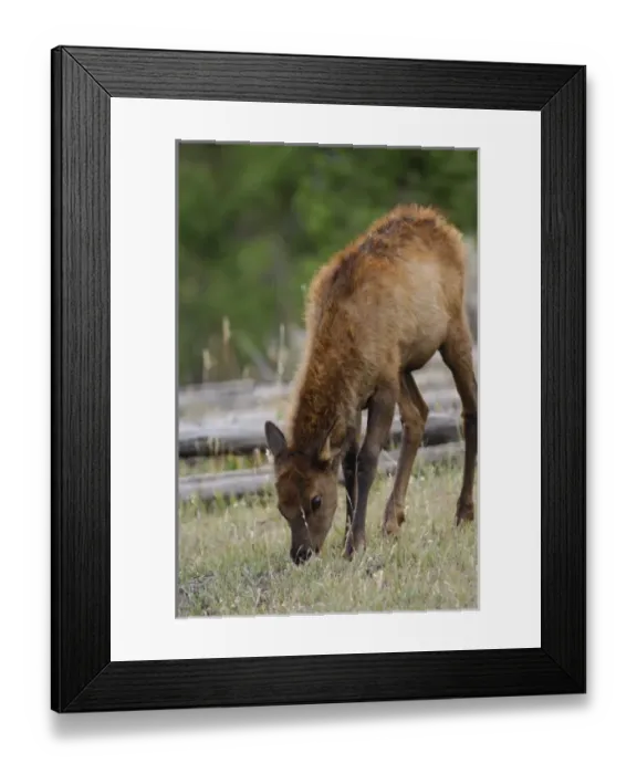 Framed Print : USA, North America, Wyoming