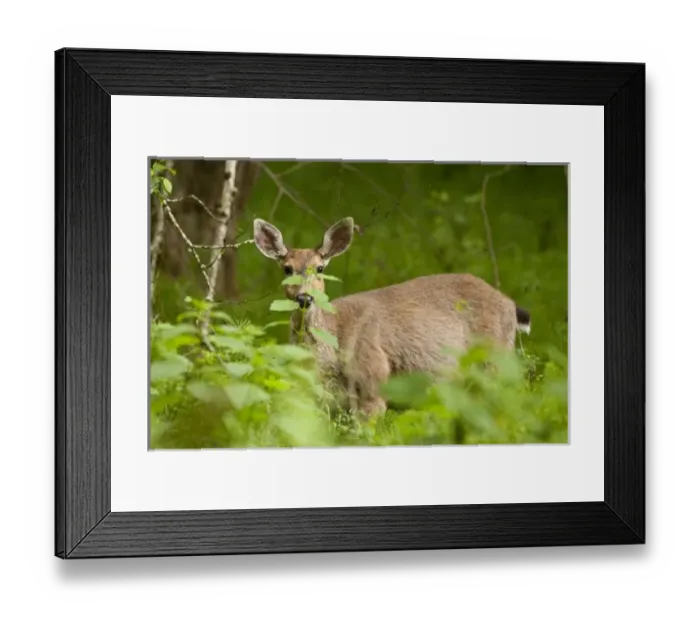 Framed Print : USA, North America, Washington Framed Print : USA, North America, Washington
