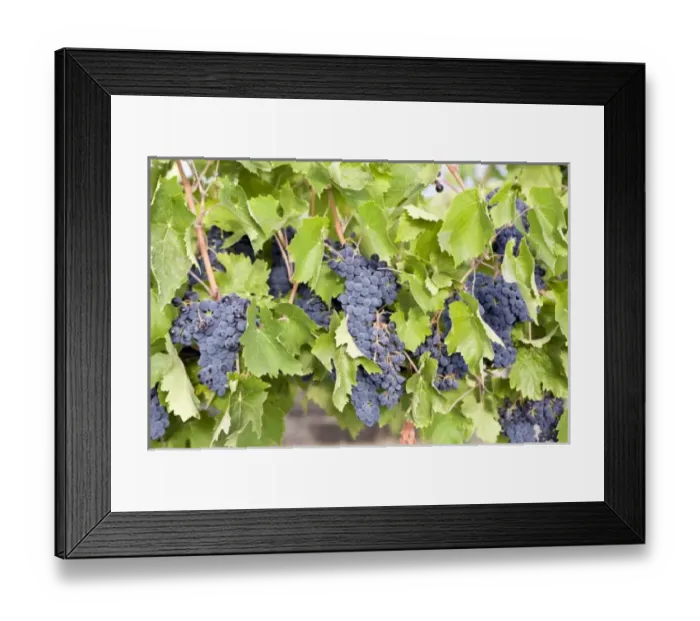 Framed Print : USA, North America, Washington