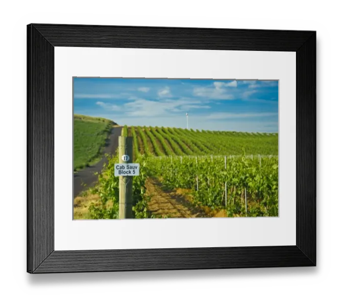 Framed Print : USA, Washington, Walla Walla. Rows of wine grapes ripen in the Walla Walla sun Framed Print : USA, Washington, Walla Walla. Rows of wine grapes ripen in the Walla Walla sun