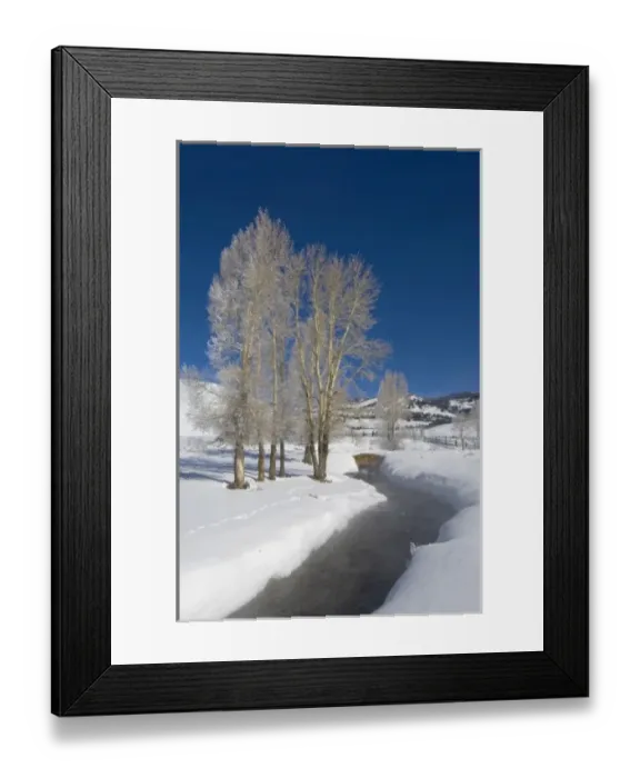 Framed Print : USA, WY, Yellowstone NP, Lamar Valley, Hoarfrost on Cottonwood Trees