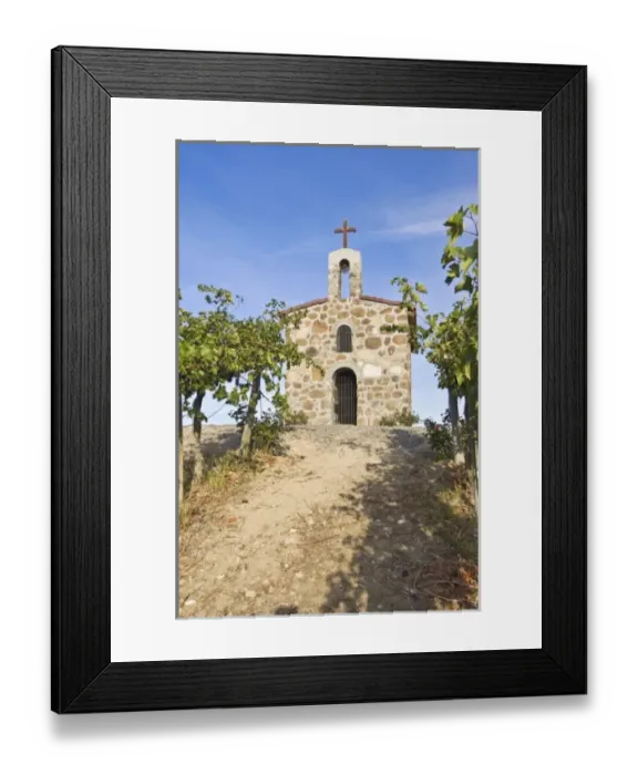 Framed Print : USA, WA, Yakima Valley, Ripe Siyrah Grapes on Vines in Front of Red Willow Vineyard Framed Print : USA, WA, Yakima Valley, Ripe Siyrah Grapes on Vines in Front of Red Willow Vineyard