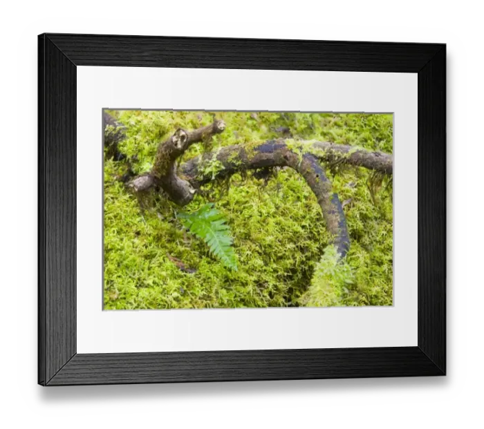 Framed Print : USA, North America, Washington