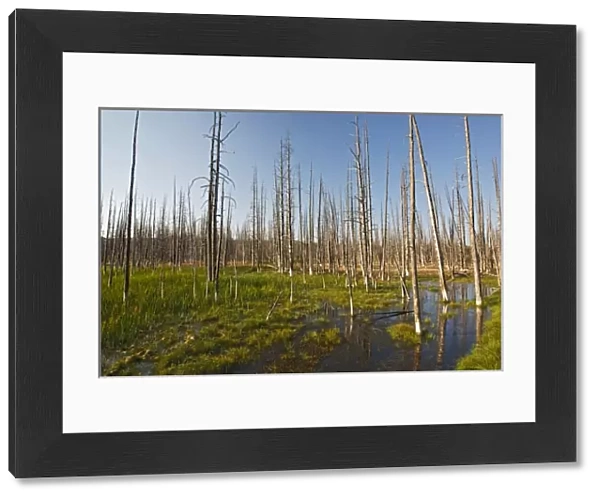 Dead lodgepole pines in marsh, Yellowstone National Park, Wyoming, USA