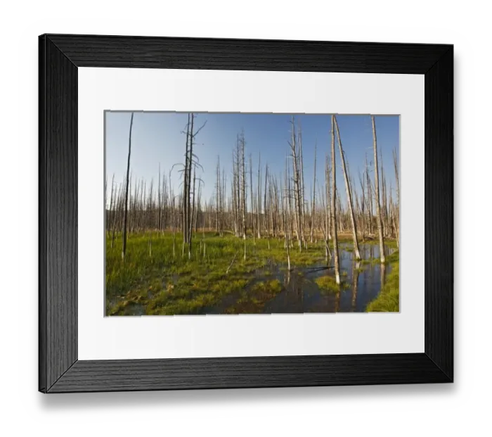 Framed Print : Dead lodgepole pines in marsh, Yellowstone National Park, Wyoming, USA Framed Print : Dead lodgepole pines in marsh, Yellowstone National Park, Wyoming, USA