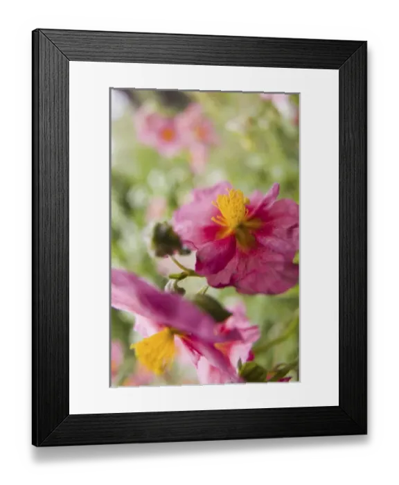 Framed Print : USA, North America, Washington