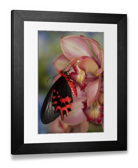Framed Print : Sammamish Washington Tropical Butterflies photograph of Atrophaneura semperi Framed Print : Sammamish Washington Tropical Butterflies photograph of Atrophaneura semperi