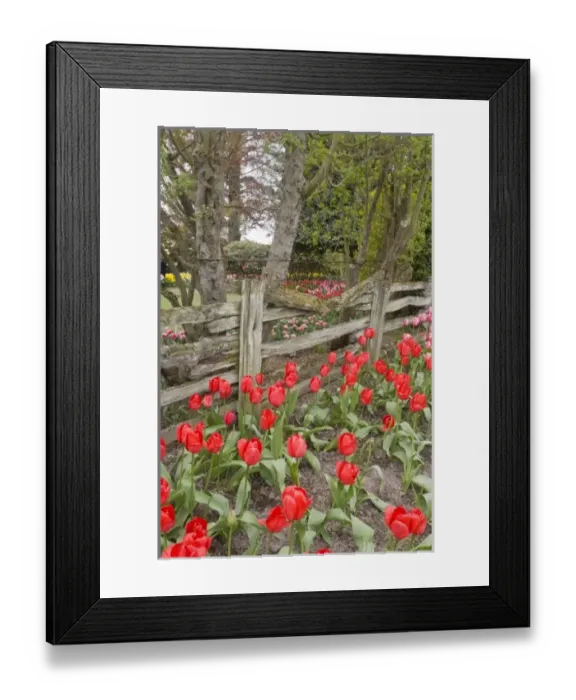 Framed Print : WA, Skagit Valley, Roozengaarde Tulip Garden, Tulips and wood fence Framed Print : WA, Skagit Valley, Roozengaarde Tulip Garden, Tulips and wood fence