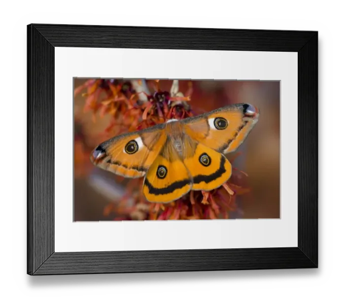 Framed Print : Sammamish, Washington a North American species from California. A small female silk Framed Print : Sammamish, Washington a North American species from California. A small female silk