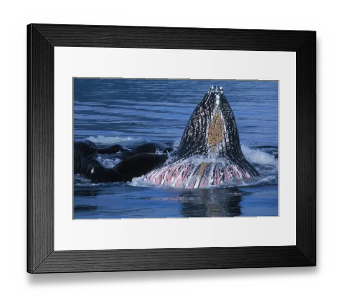Framed Print : North America, USA, AK, Inside Passage. Humpback Whales cooperative bubble net feeding
