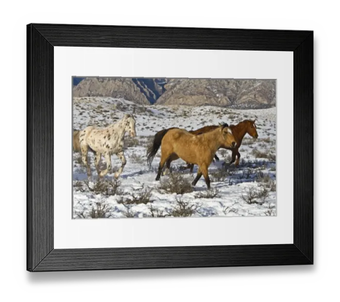 Framed Print : A winter scenic of running horses on The Hideout Ranch in Shell Wyoming Framed Print : A winter scenic of running horses on The Hideout Ranch in Shell Wyoming