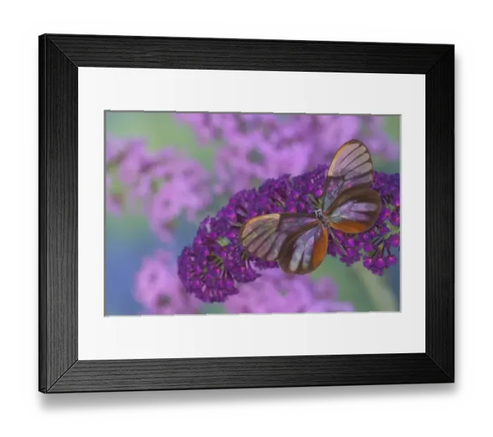 Framed Print : Sammamish Washington Photograph of Butterfly on Flowers, Godyris duillia the Glass