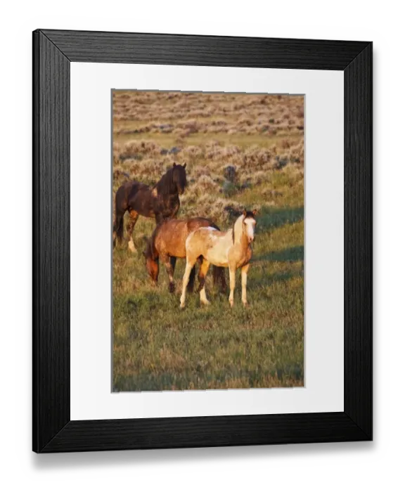 Framed Print : Feral Horse (Equus caballus) adults in the high, sagebrush country east of Cody, Wyoming