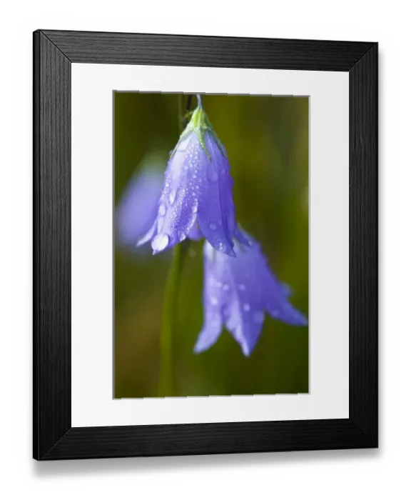 Framed Print : Dew covered Harebell (Campanula rotundifolia) flowers glisten in the morning sun