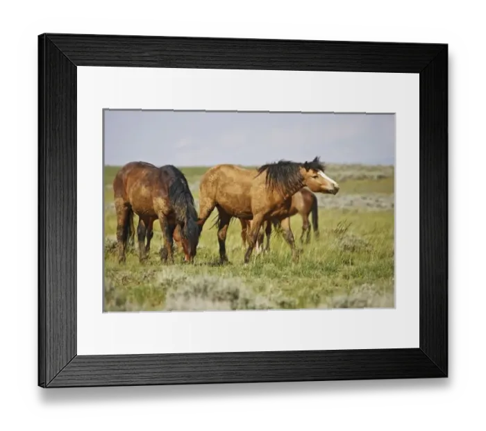 Framed Print : USA, North America, Wyoming Framed Print : USA, North America, Wyoming