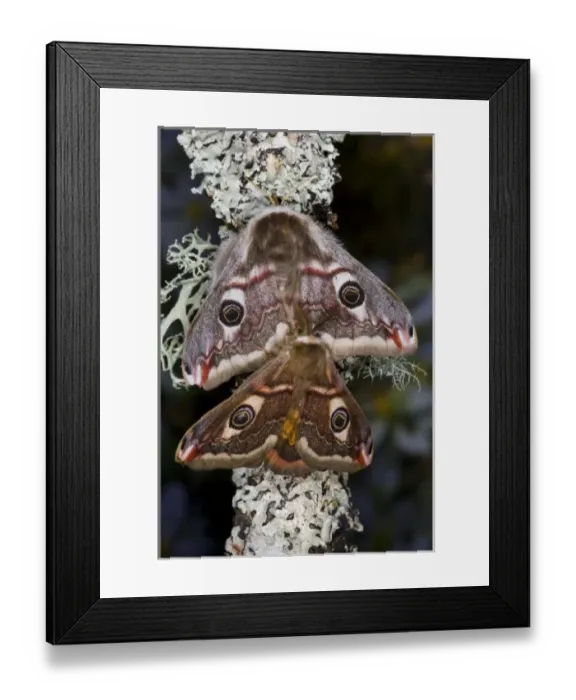 Framed Print : Sammamish, Washington photo of a small European Silk Moth, pair Saturnia pavionella Framed Print : Sammamish, Washington photo of a small European Silk Moth, pair Saturnia pavionella