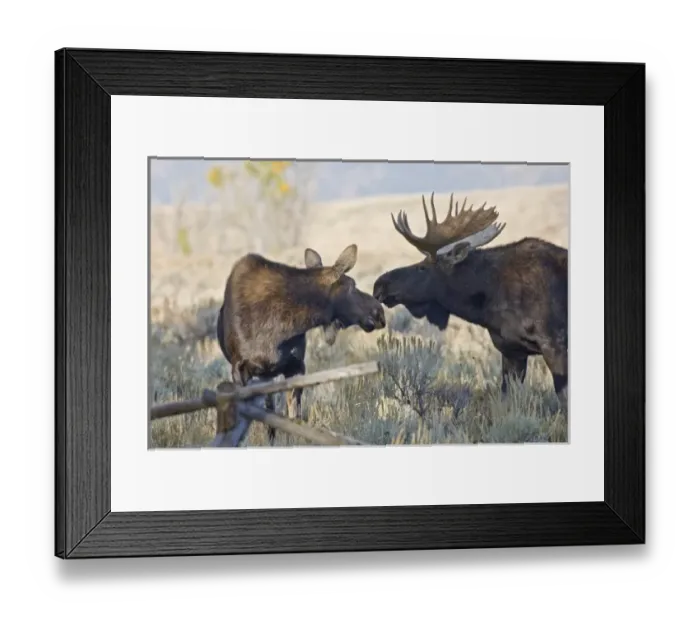 Framed Print : USA, North America, Wyoming