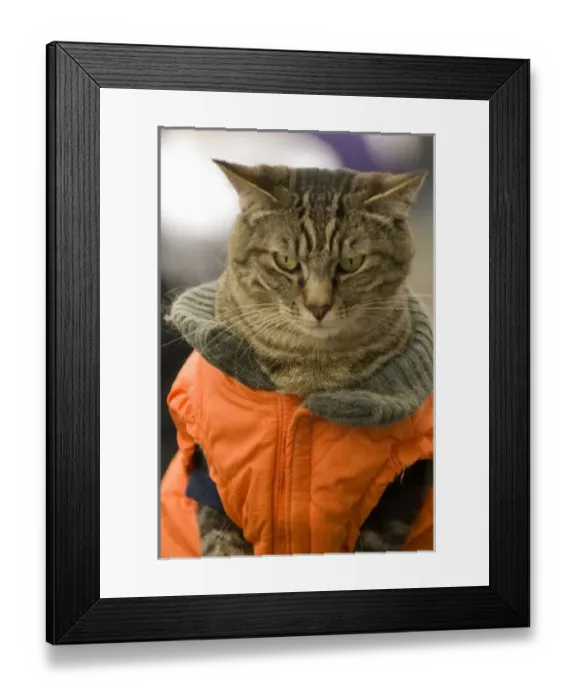 Framed Print : USA, WA, Seattle, Pikes Place Public Market. Cat dressed for cold