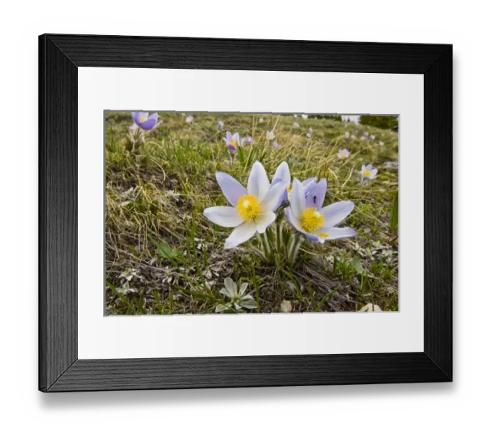 Framed Print : USA, North America, Wyoming Framed Print : USA, North America, Wyoming