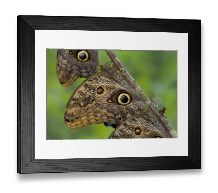 Framed Print : Sammamish Washington Tropical Butterflies photograph of Caligo memnon the Giant Owl
