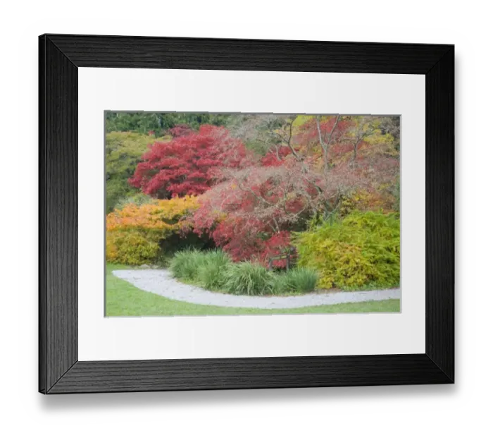 Framed Print : WA, Seattle, Washington Park Arboretum, Woodland Garden