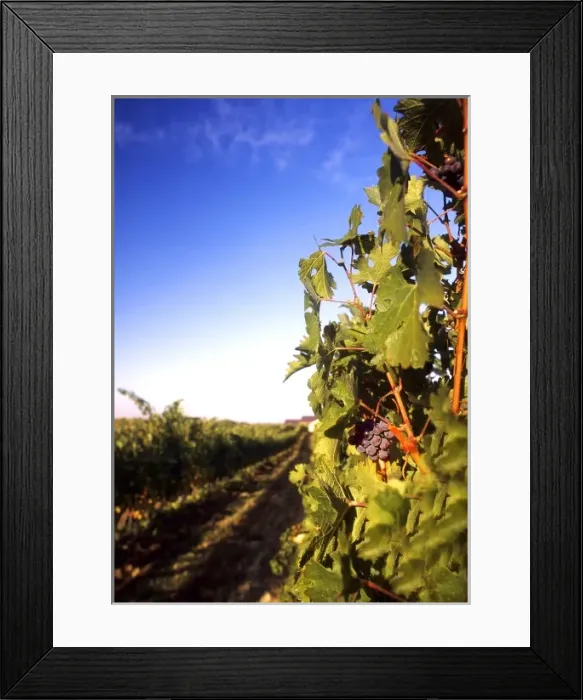 Framed Print : USA, Washington, Walla Walla, vineyard Framed Print : USA, Washington, Walla Walla, vineyard