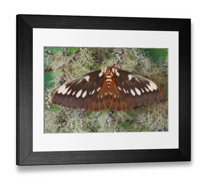 Framed Print : USA, North America, Washington Framed Print : USA, North America, Washington
