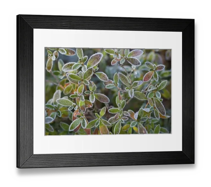 Framed Print : USA, North America, Washington