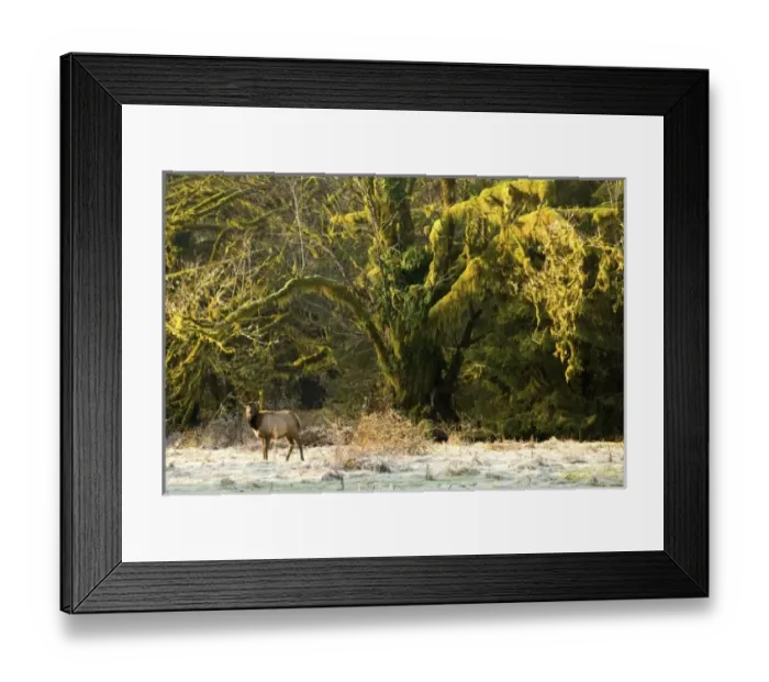 Framed Print : USA, North America, Washington
