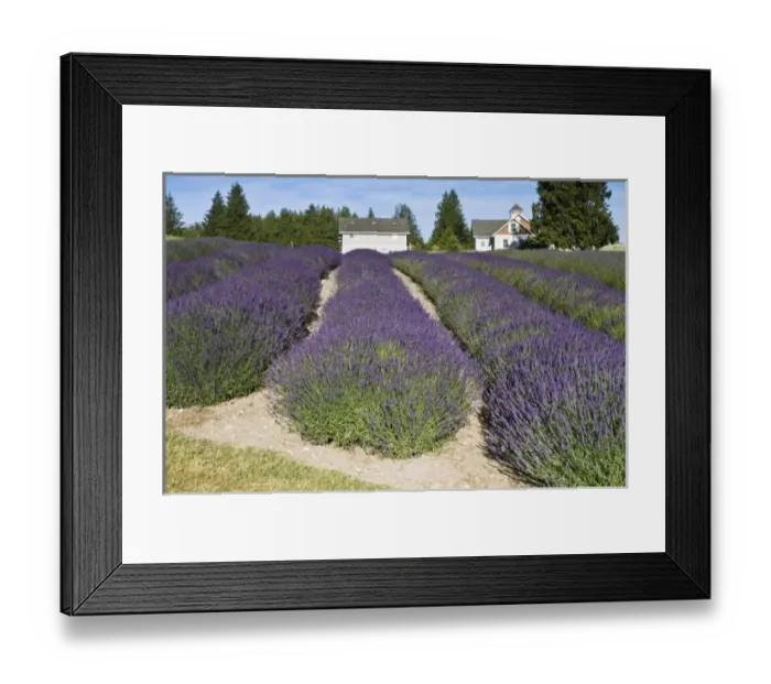 Framed Print : USA, WA, Sequim, Purple Haze Lavendar Farm