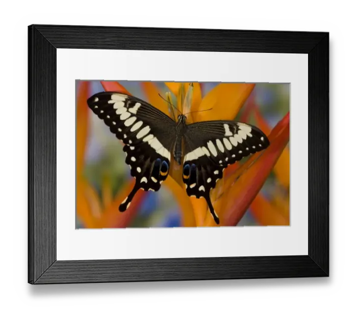 Framed Print : Sammamish, Washington Tropical Butterfly Photograph of Papilio ophidicephalus Framed Print : Sammamish, Washington Tropical Butterfly Photograph of Papilio ophidicephalus