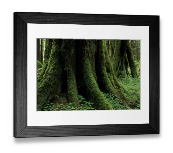 Framed Print : USA, Washington, Olympic National Park, Butressed rainforest trees, view of trunk and root Framed Print : USA, Washington, Olympic National Park, Butressed rainforest trees, view of trunk and root