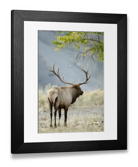 Framed Print : USA, North America, Wyoming