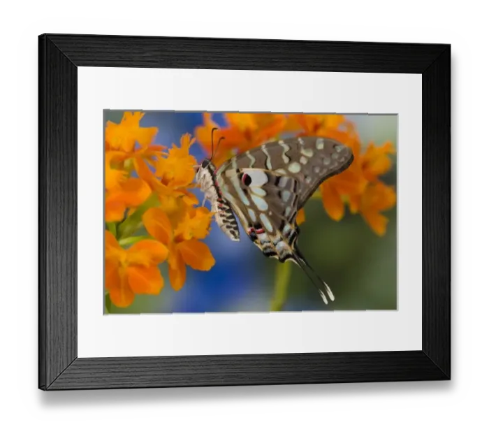 Framed Print : Sammamish Washington Tropical Butterflies photograph of Graphium antheus the Large Framed Print : Sammamish Washington Tropical Butterflies photograph of Graphium antheus the Large