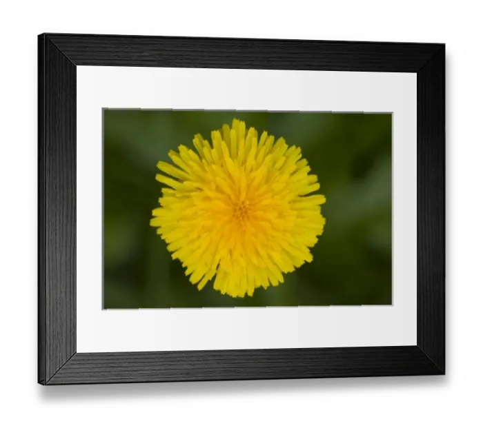 Framed Print : WA, Redmond, Dandelion, Taraxacum officinale, Sunflower family Framed Print : WA, Redmond, Dandelion, Taraxacum officinale, Sunflower family