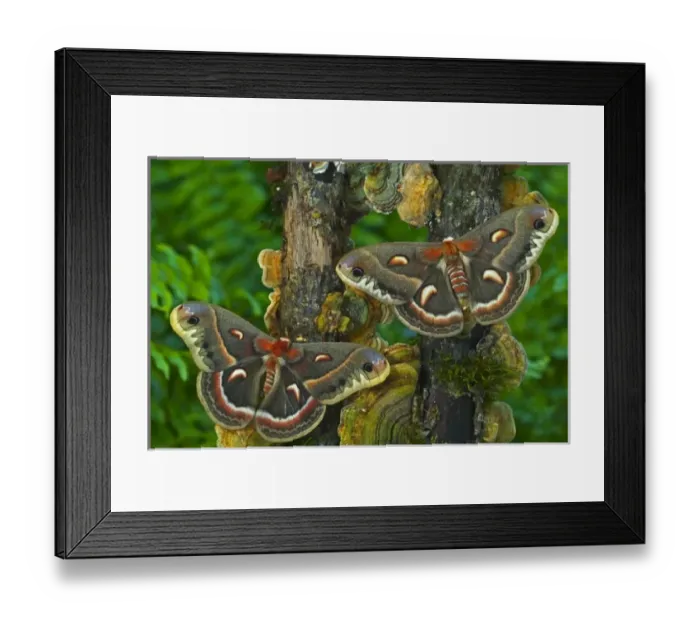 Framed Print : USA, North America, Washington Framed Print : USA, North America, Washington