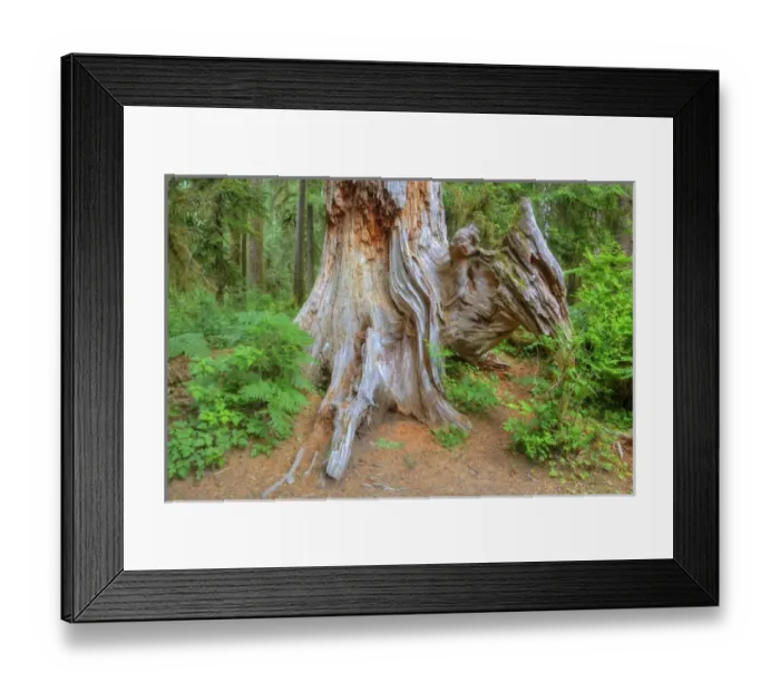 Framed Print : USA, Washington, Olympic National Park, Hoh Rain Forest, Old Douglas Fir tree