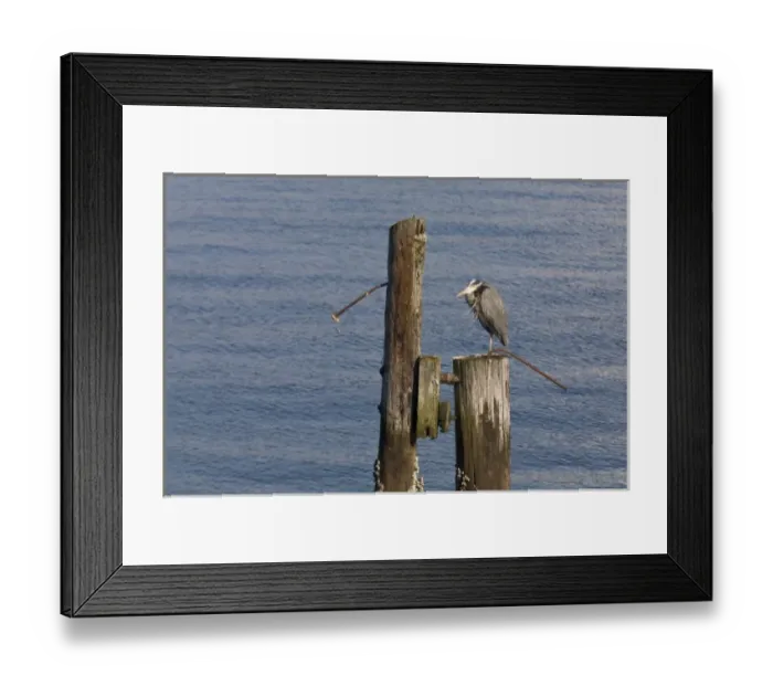 Framed Print : WA, Seattle, Great Blue Heron, at Elliott Bay