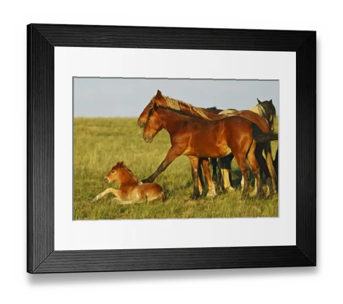 Framed Print : USA, North America, Wyoming Framed Print : USA, North America, Wyoming