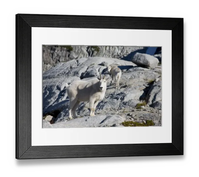 Framed Print : WA, Alpine Lakes Wilderness, Mountain Goats (Oreamnos americanus), Nanny goat and kid Framed Print : WA, Alpine Lakes Wilderness, Mountain Goats (Oreamnos americanus), Nanny goat and kid