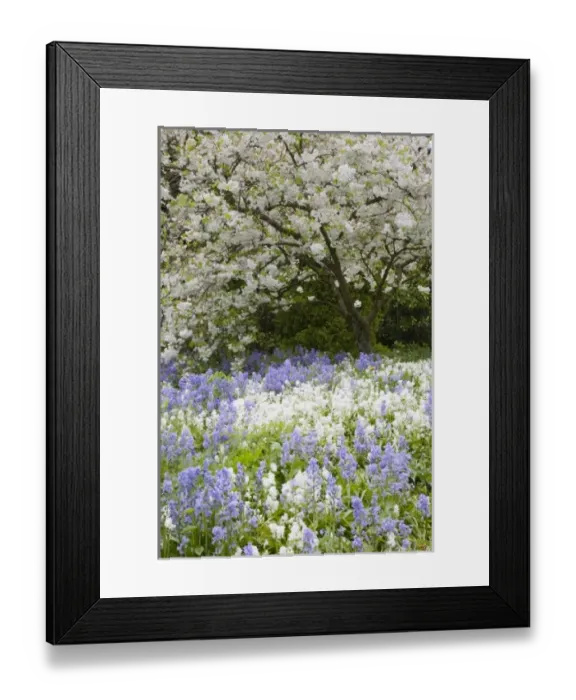 Framed Print : WA, Seattle, Washington Park Arboretum, Cherry tree blossoming in the spring