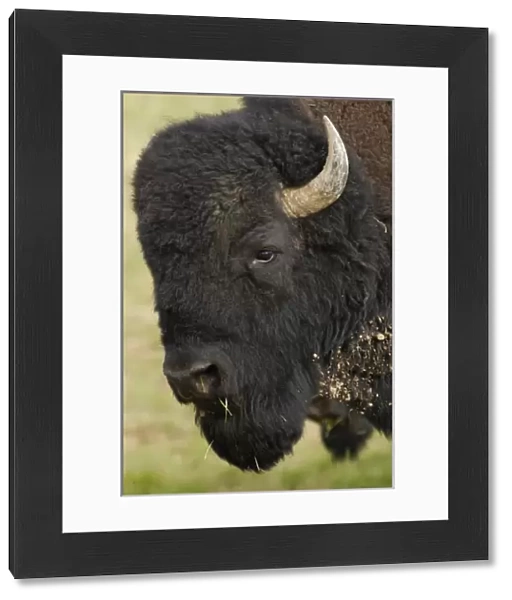 American Bison Buffalo (Bison bison), male, Durham Ranch, Campbell County, Wyoming, USA