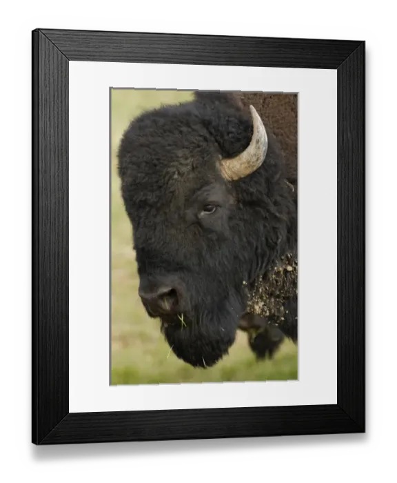 Framed Print : American Bison Buffalo (Bison bison), male, Durham Ranch, Campbell County, Wyoming, USA