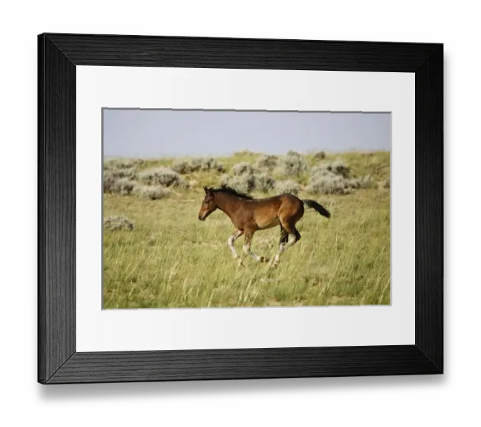 Framed Print : USA, North America, Wyoming Framed Print : USA, North America, Wyoming