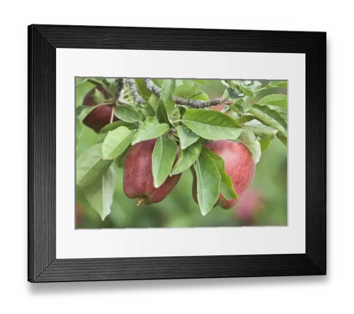 Framed Print : USA, North America, Washington Framed Print : USA, North America, Washington