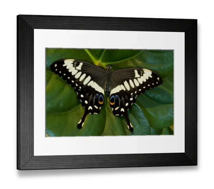 Framed Print : Sammamish, Washington Tropical Butterfly Photograph of Papilio ophidicephalus